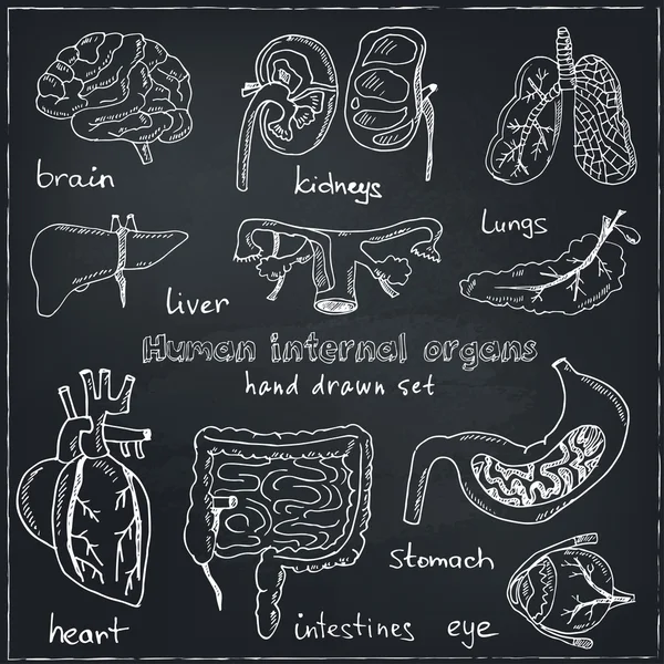 Human internals Vector Art Stock Images Biology Diagrams