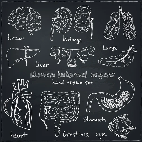 Menschliche Interna Doodle Set. Jahrgangsabbildung — Stockvektor