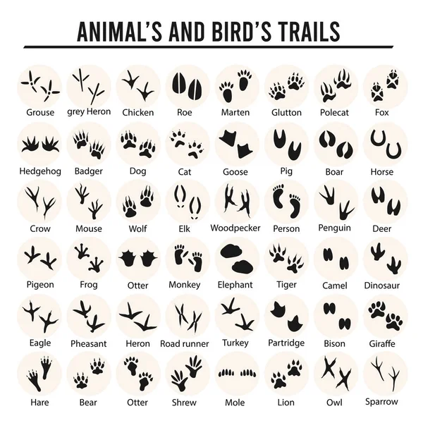 Σύνολο ιχνών ζώων και πτηνών με όνομα — Διανυσματικό Αρχείο