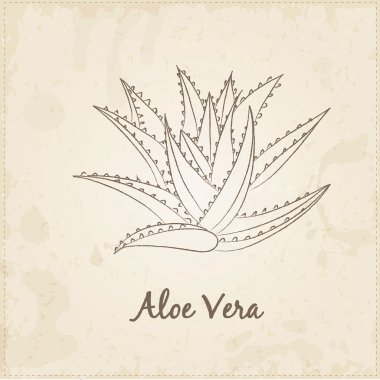 Mutfak çizilmiş otlar ve Baharatlar, Aloe Vera.