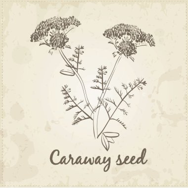 Kitchen hand-drawn herbs and spices, Caraway seed. clipart