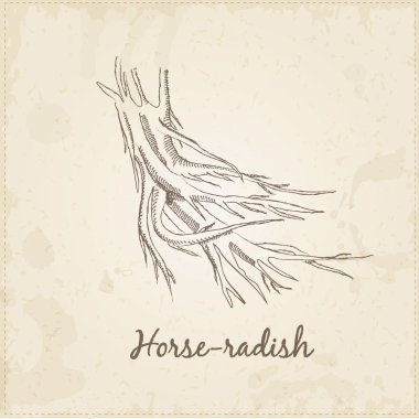 Mutfak çizilmiş otlar ve Baharatlar, Horseradish.