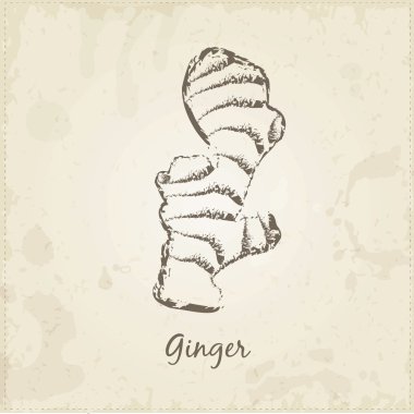 Kitchen hand-drawn herbs and spices , Ginger. clipart