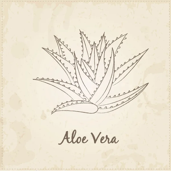 Mutfak çizilmiş otlar ve Baharatlar, Aloe Vera.