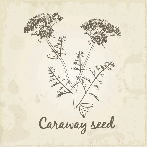 Kitchen hand-drawn herbs and spices, Caraway seed. — Stock Vector