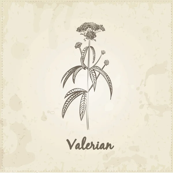 Cocina a mano hierbas y especias, Valeriana . — Archivo Imágenes Vectoriales
