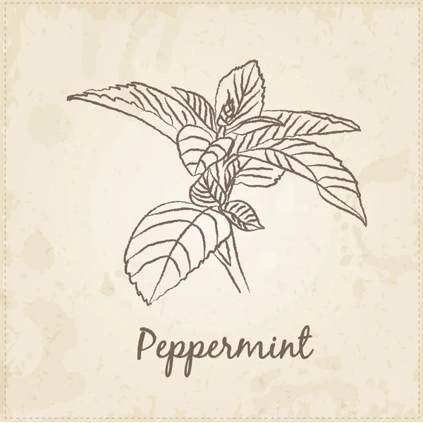 Kitchen hand-drawn herbs and spices, Peppermint. — Stock Vector