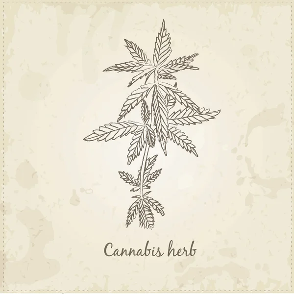 Herbes et épices dessinées à la main dans la cuisine, Herbe de cannabis . — Image vectorielle