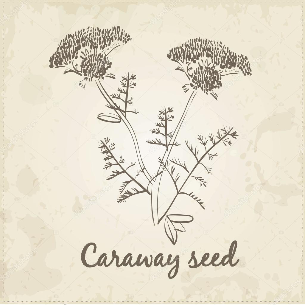 Kitchen hand-drawn herbs and spices, Caraway seed.