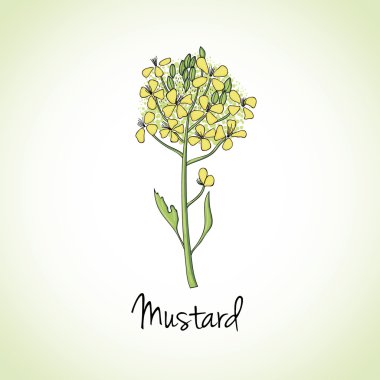Mustard Herbs and Spices.