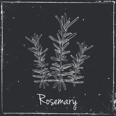 Rosemary Herbs and Spices.