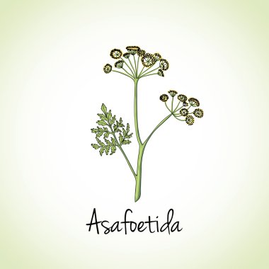 Asafoetida Herbs and Spices.