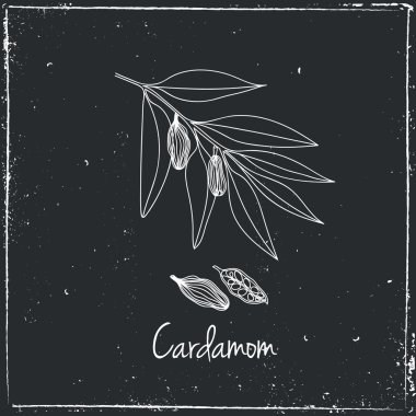 Cardamon, Herbs and Spices. clipart