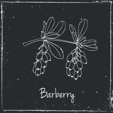 Barberry, Herbs and Spices.