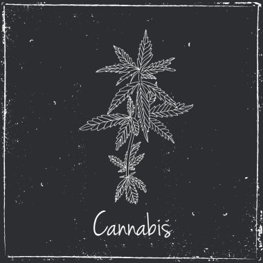 Cannabis herb. Herbs and spices