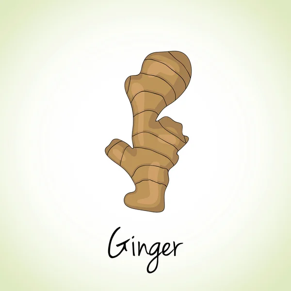 Ginger Herbs and Spices. — Stockový vektor