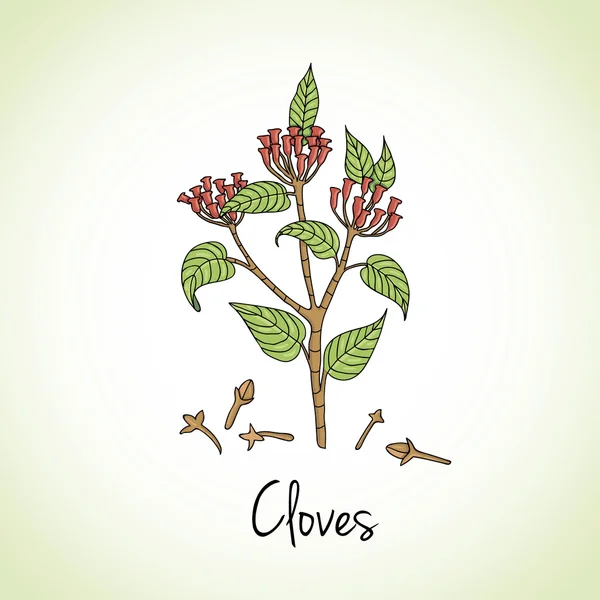 Cloves Herbs and Spices. — Stock Vector