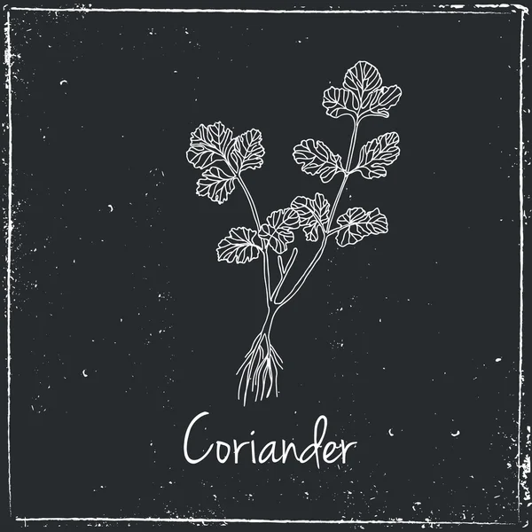 Coriander, Herbs and Spices. — Stok Vektör