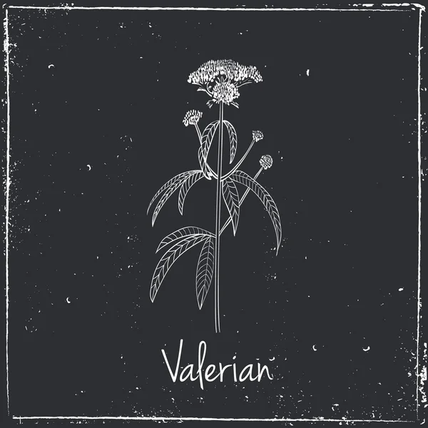 Hierbas y especias de valeriana . — Vector de stock