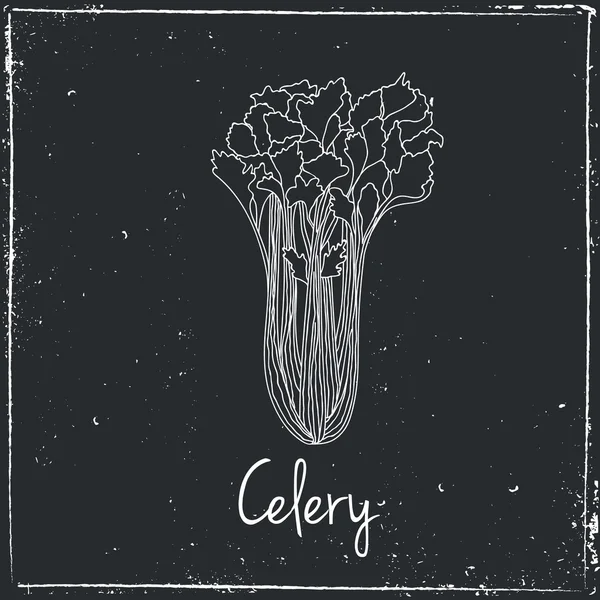 Celery, Herbs and Spices. — Stok Vektör