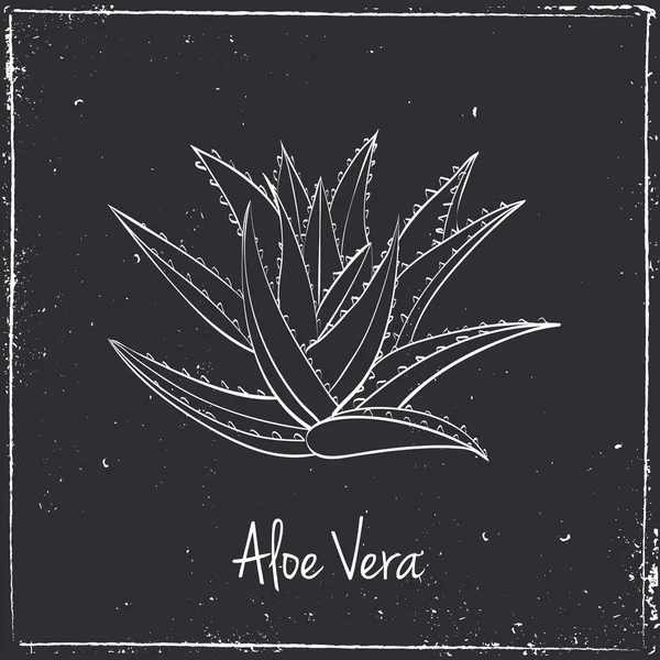 Aloe Vera, Hierbas y Especias . — Vector de stock