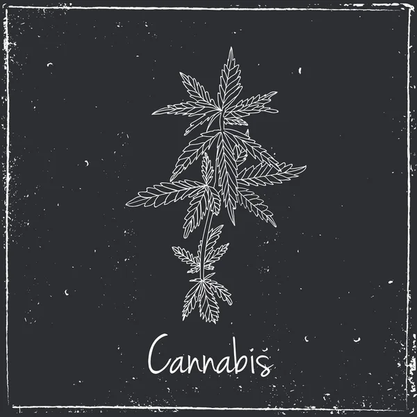 Hierba de cannabis. Hierbas y especias — Vector de stock