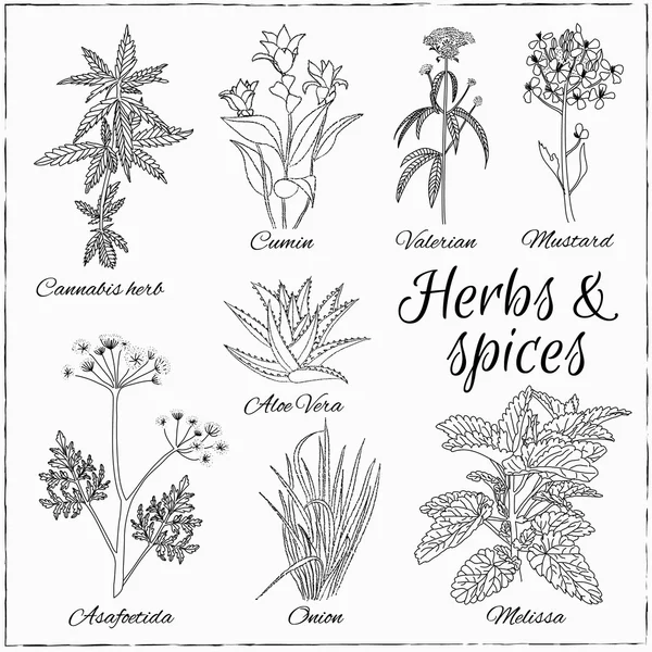 Otlar ve baharatlar ile ayarla.