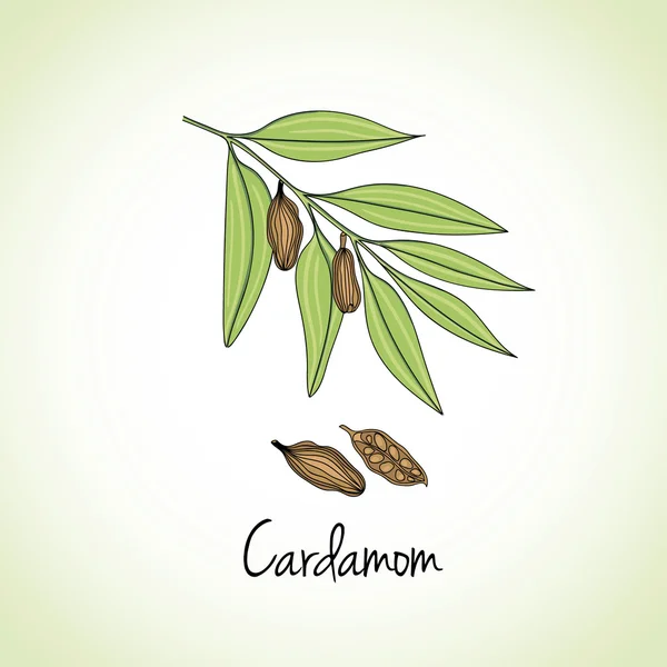 Cardamon Herbs and Spices. — Stockvector