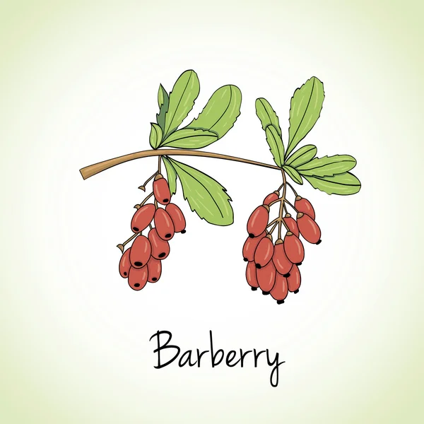 Hierbas y especias de Barberry . — Vector de stock