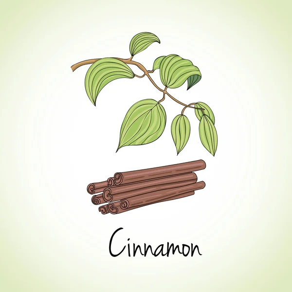 Cinnamon Herbs and Spices. — Stockvector