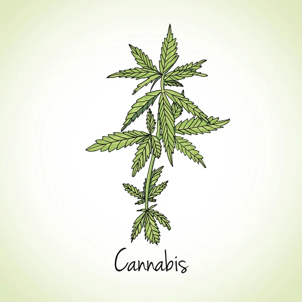 Hierba de cannabis. Hierbas y especias — Archivo Imágenes Vectoriales