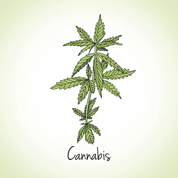 Cannabis herb. Herbs and spices — 图库矢量图片