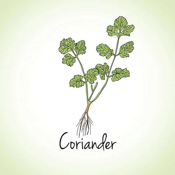 Coriander Herbs and Spices. — Stok Vektör