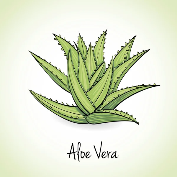 Aloe Vera ervas e especiarias . —  Vetores de Stock