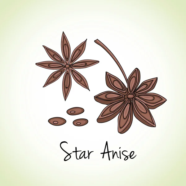 Star Anise Herbs and Spices. — Stock Vector