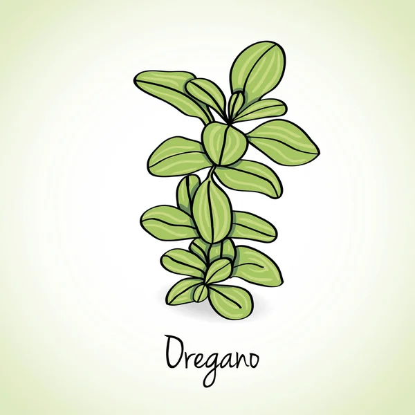 Oregano Herbs and Spices. — Stockvector