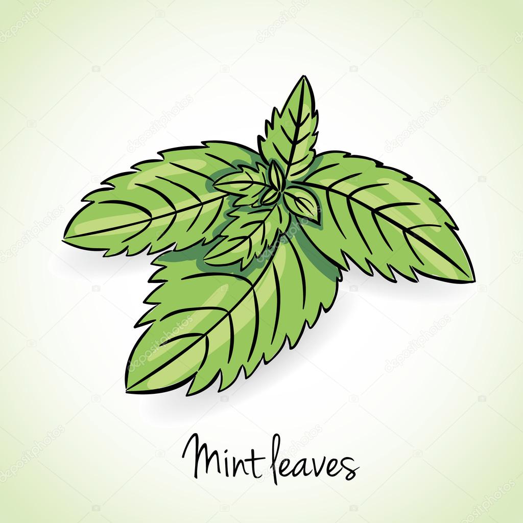 Fresh mint leaves, vector