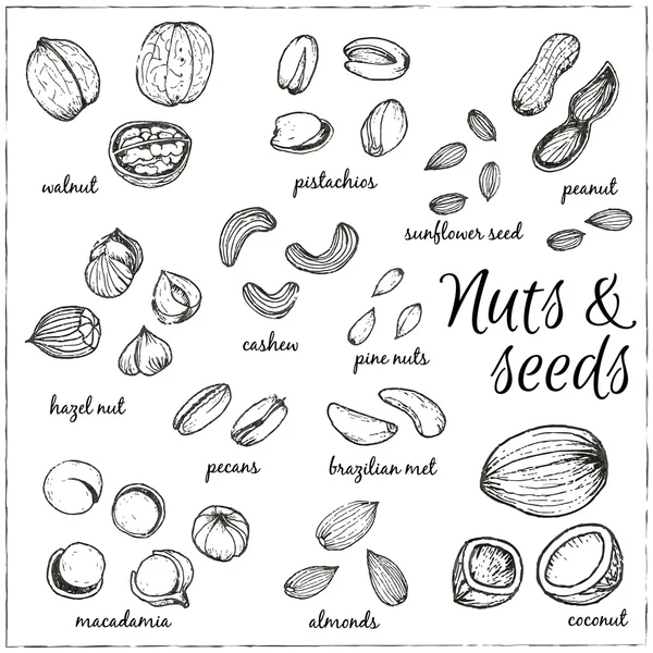 Nuts collection drawings. Sketches. — Stock Vector