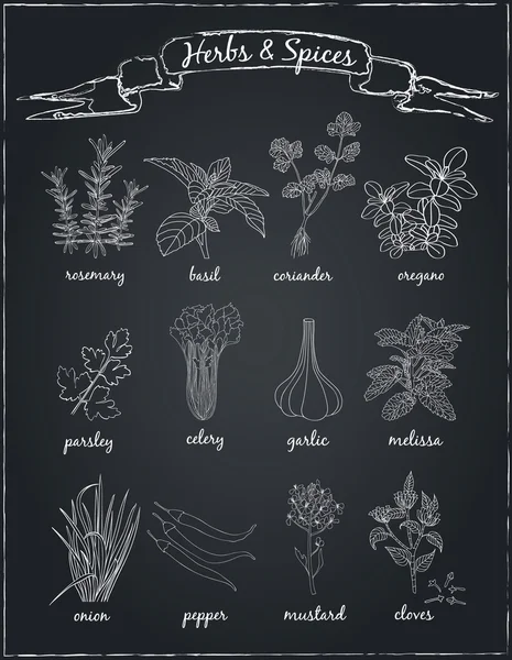 Kruiden en specerijen. — Stockvector