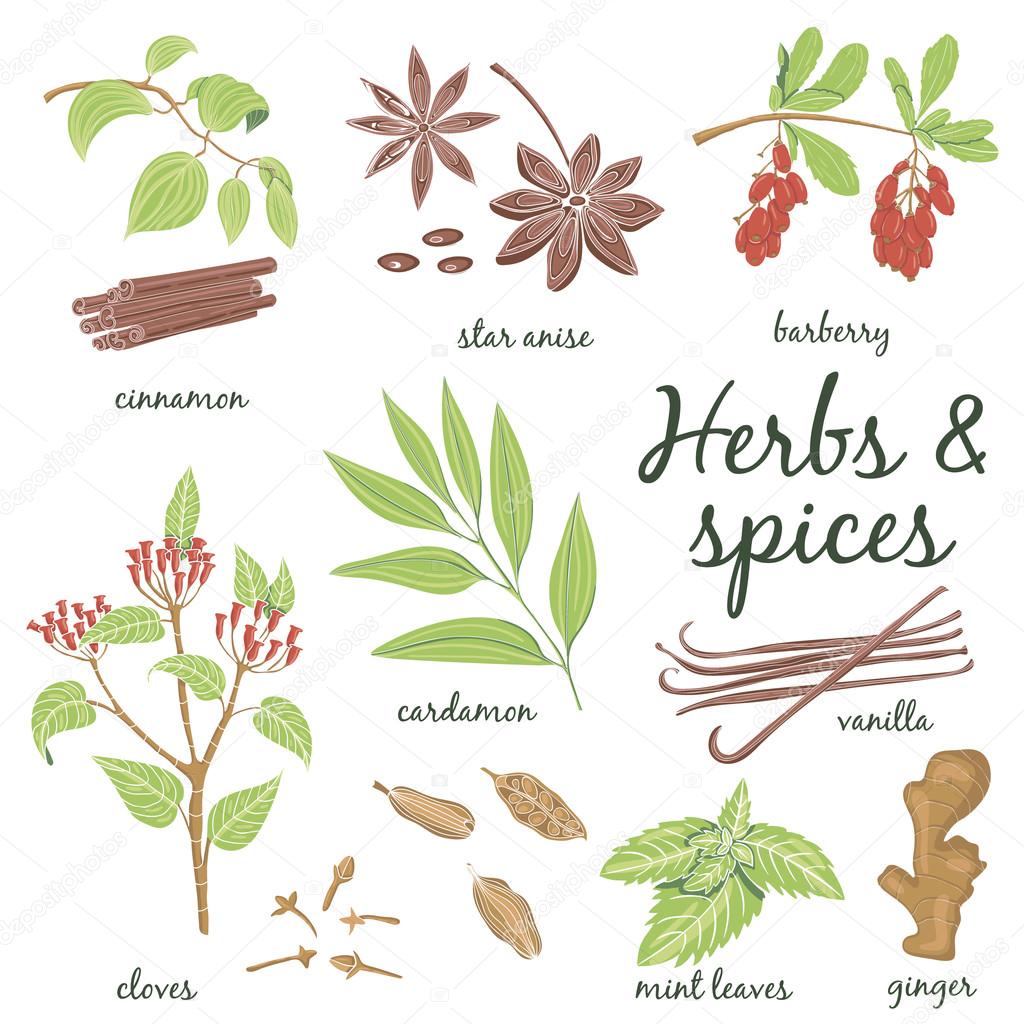 Herbs and Spices set.