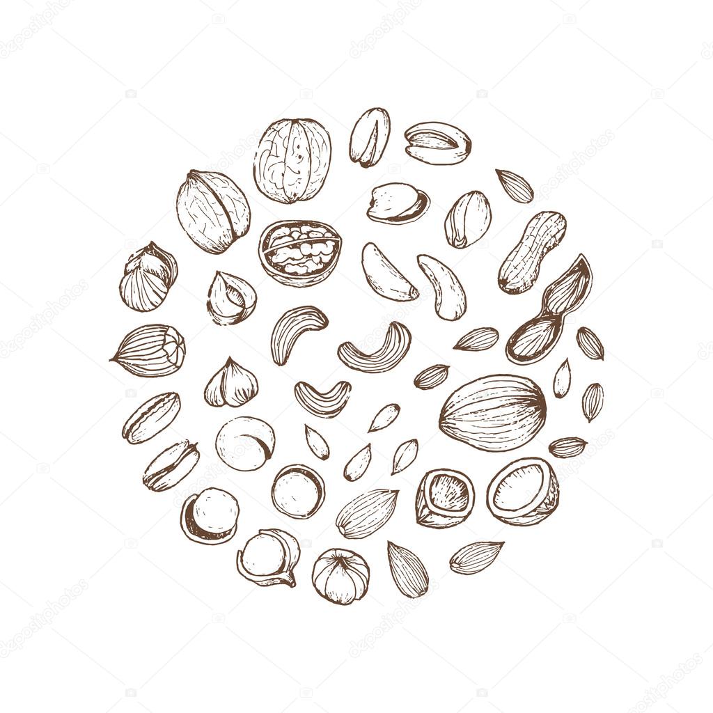 Dibujos de colección de frutos secos. Bocetos . Vector de stock por