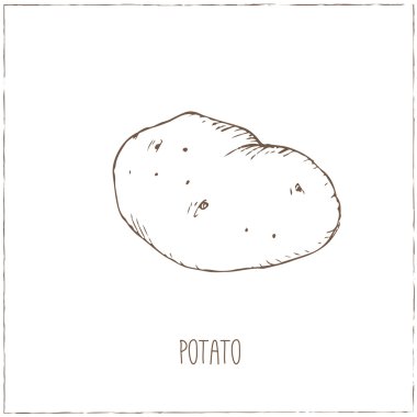 Patates. Sebze toplama.