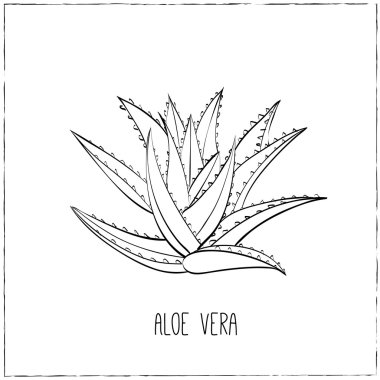 Aloe Vera çizilmiş.