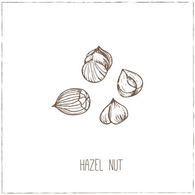 Fındık. Çizimler. El-çizim.