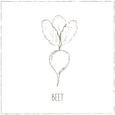 Pancar. Sebze toplama.