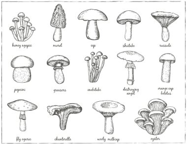 mushrooms  collection for design menus clipart