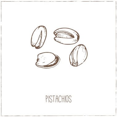 Fındık. Çizimler. El-çizim.