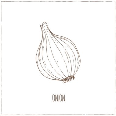 Soğan. Sebze toplama.