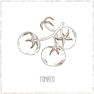 Domates. Sebze toplama.