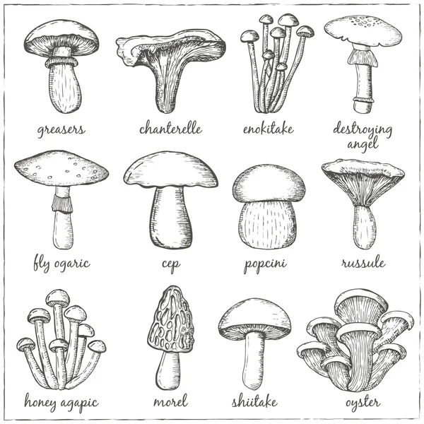 Mushrooms  collection for design menus — Stock Vector